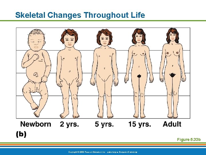 Skeletal Changes Throughout Life Figure 5. 33 b Copyright © 2009 Pearson Education, Inc. Skeletal Changes Throughout Life Figure 5. 33 b Copyright © 2009 Pearson Education, Inc.