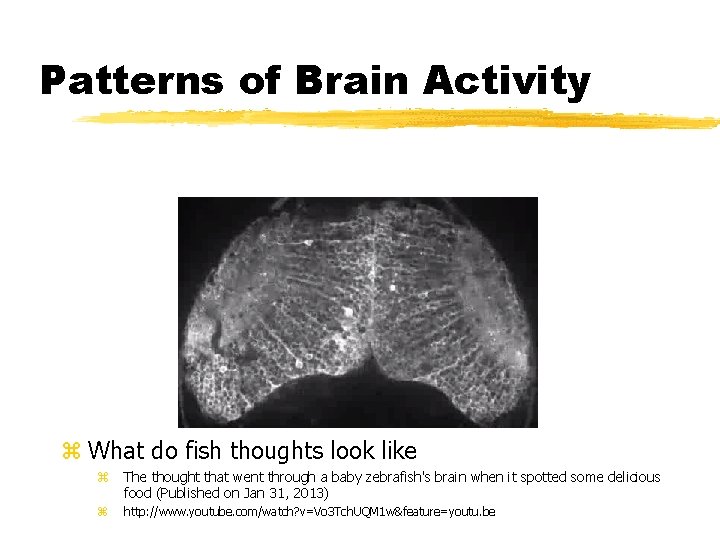 Patterns of Brain Activity z What do fish thoughts look like z The thought Patterns of Brain Activity z What do fish thoughts look like z The thought
