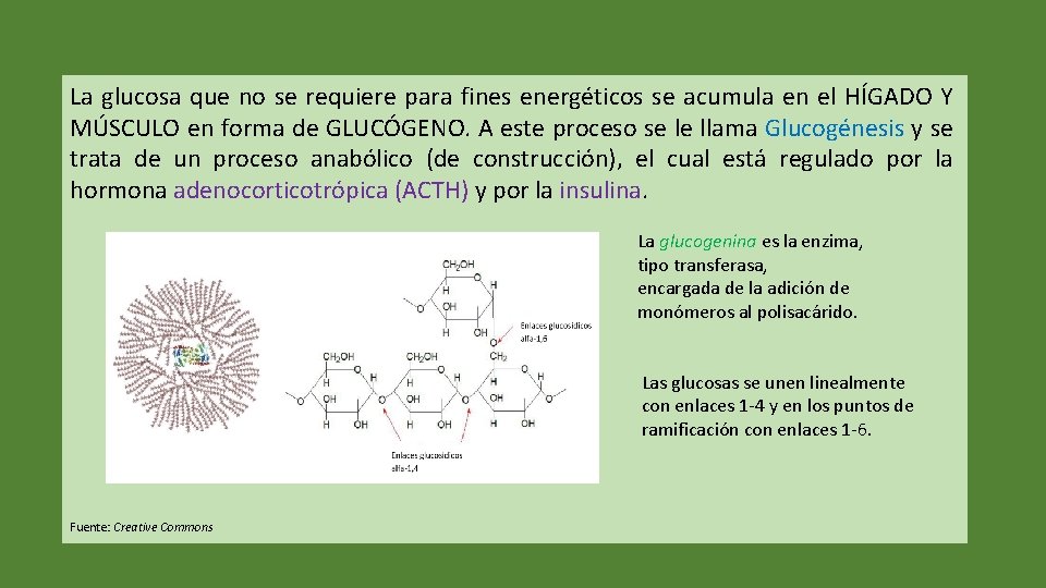 La glucosa que no se requiere para fines energéticos se acumula en el HÍGADO