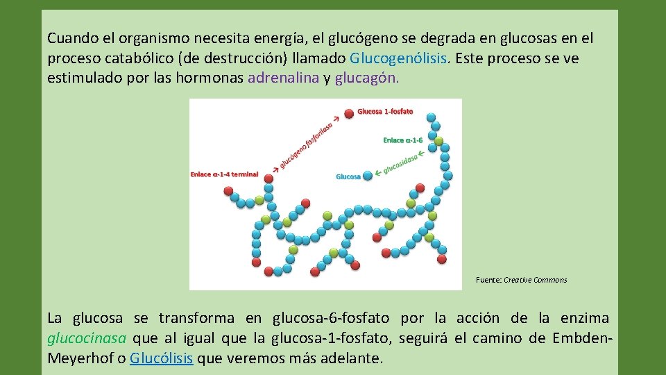 Cuando el organismo necesita energía, el glucógeno se degrada en glucosas en el proceso