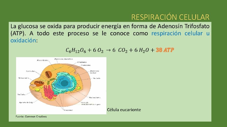  • RESPIRACIÓN CELULAR 