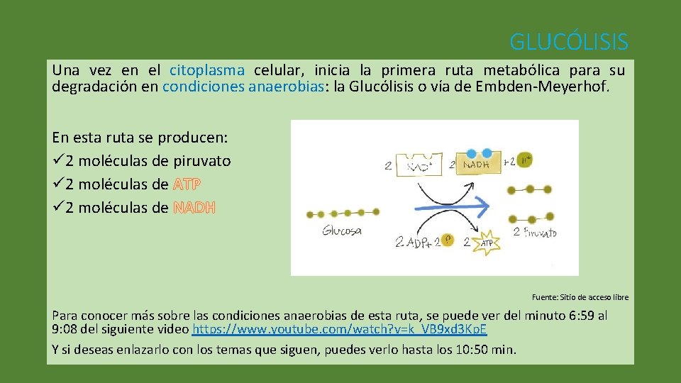 GLUCÓLISIS Una vez en el citoplasma celular, inicia la primera ruta metabólica para su