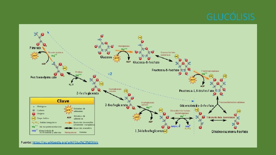 GLUCÓLISIS Fuente: https: //es. wikipedia. org/wiki/Gluc%C 3%B 3 lisis 