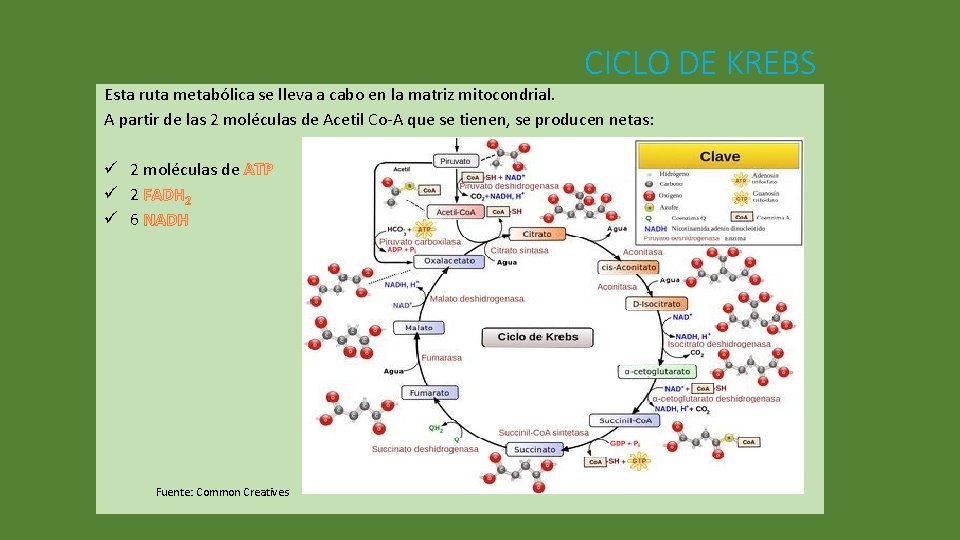 CICLO DE KREBS Esta ruta metabólica se lleva a cabo en la matriz mitocondrial.