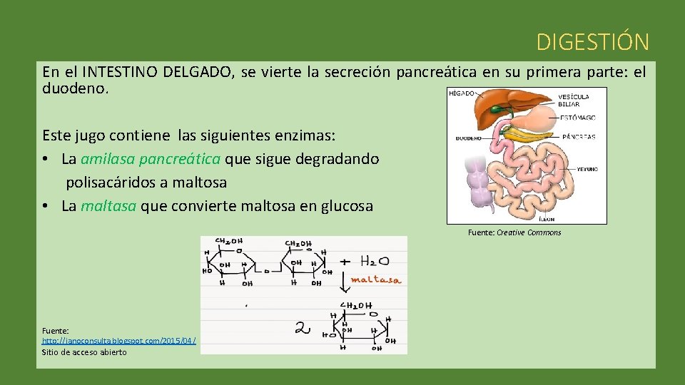 DIGESTIÓN En el INTESTINO DELGADO, se vierte la secreción pancreática en su primera parte: