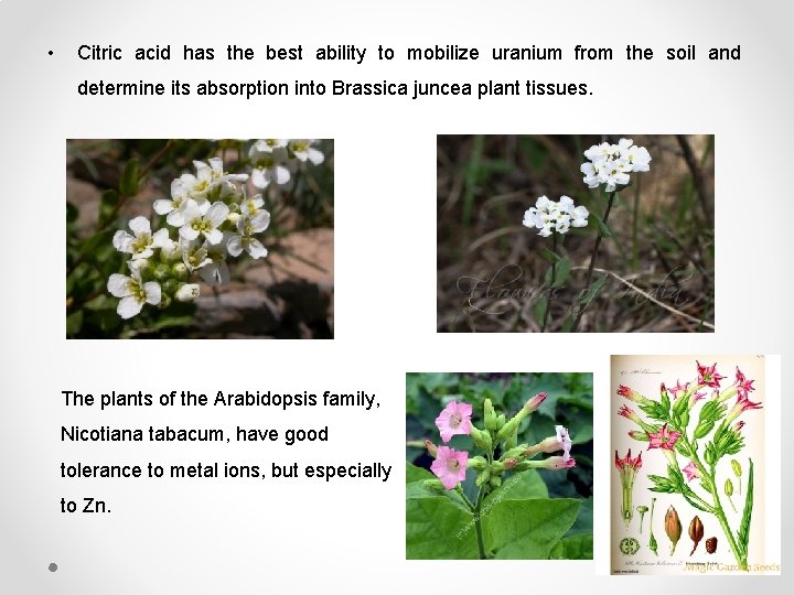  • Citric acid has the best ability to mobilize uranium from the soil