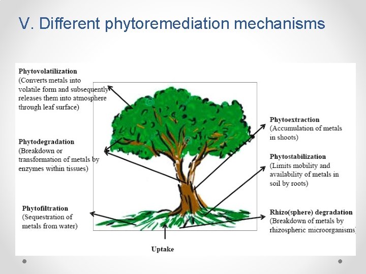 V. Different phytoremediation mechanisms 