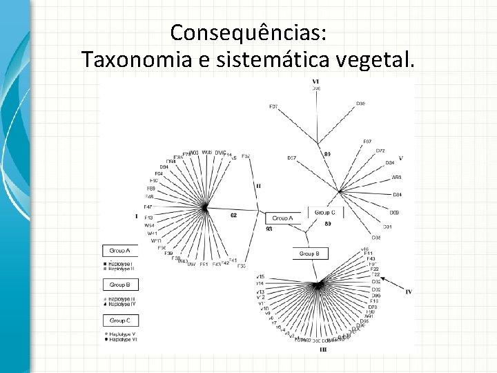 Consequências: Taxonomia e sistemática vegetal. 