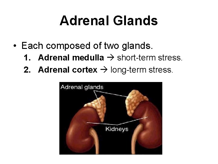 Adrenal Glands • Each composed of two glands. 1. Adrenal medulla short-term stress. 2.