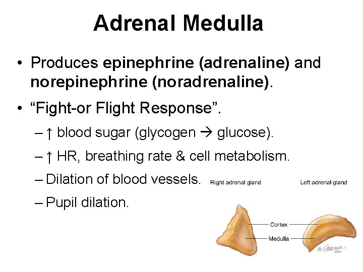 Adrenal Medulla • Produces epinephrine (adrenaline) and norepinephrine (noradrenaline). • “Fight-or Flight Response”. –