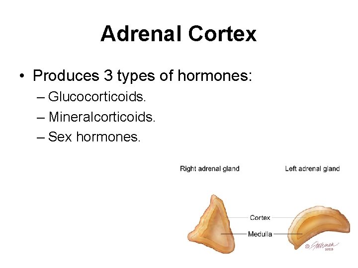 Adrenal Cortex • Produces 3 types of hormones: – Glucocorticoids. – Mineralcorticoids. – Sex