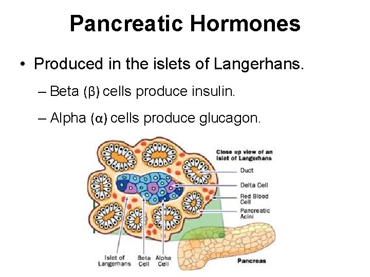 Pancreatic Hormones • Produced in the islets of Langerhans. – Beta (β) cells produce