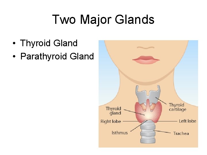 Two Major Glands • Thyroid Gland • Parathyroid Gland 