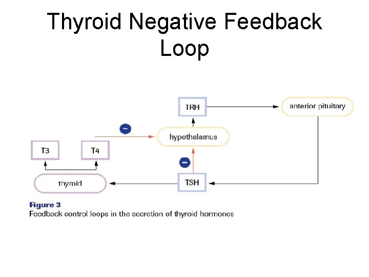 Thyroid Negative Feedback Loop 