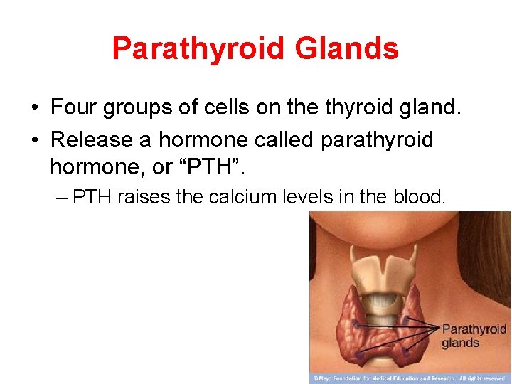 Parathyroid Glands • Four groups of cells on the thyroid gland. • Release a