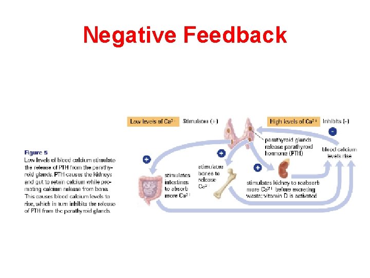 Negative Feedback 