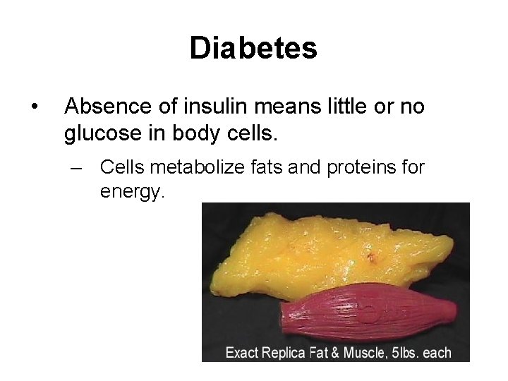 Diabetes • Absence of insulin means little or no glucose in body cells. –