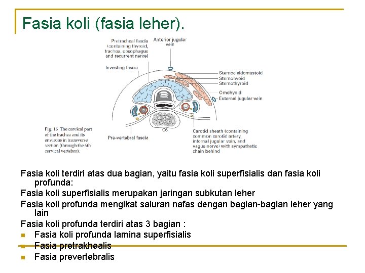 Fasia koli (fasia leher). Fasia koli terdiri atas dua bagian, yaitu fasia koli superfisialis Fasia koli (fasia leher). Fasia koli terdiri atas dua bagian, yaitu fasia koli superfisialis