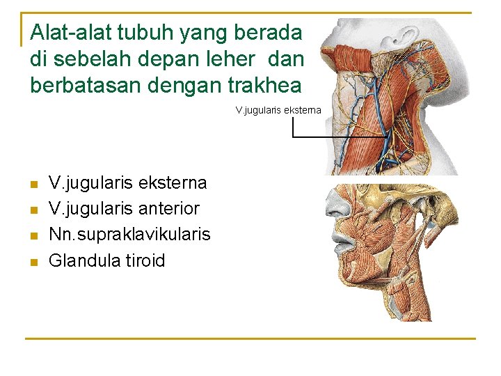Alat-alat tubuh yang berada di sebelah depan leher dan berbatasan dengan trakhea V. jugularis Alat-alat tubuh yang berada di sebelah depan leher dan berbatasan dengan trakhea V. jugularis