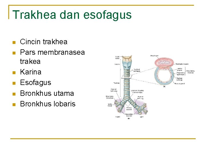 Trakhea dan esofagus n n n Cincin trakhea Pars membranasea trakea Karina Esofagus Bronkhus Trakhea dan esofagus n n n Cincin trakhea Pars membranasea trakea Karina Esofagus Bronkhus