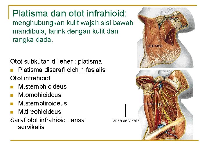 Platisma dan otot infrahioid: menghubungkan kulit wajah sisi bawah mandibula, larink dengan kulit dan Platisma dan otot infrahioid: menghubungkan kulit wajah sisi bawah mandibula, larink dengan kulit dan