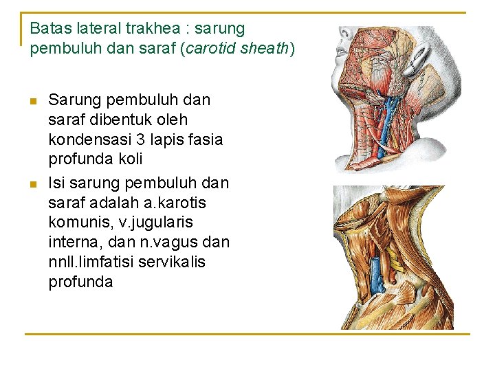 Batas lateral trakhea : sarung pembuluh dan saraf (carotid sheath) n n Sarung pembuluh Batas lateral trakhea : sarung pembuluh dan saraf (carotid sheath) n n Sarung pembuluh