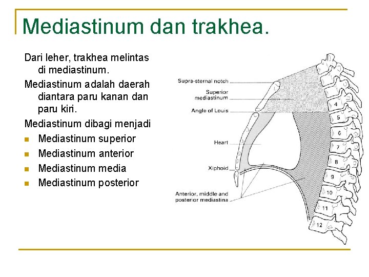 Mediastinum dan trakhea. Dari leher, trakhea melintas di mediastinum. Mediastinum adalah daerah diantara paru Mediastinum dan trakhea. Dari leher, trakhea melintas di mediastinum. Mediastinum adalah daerah diantara paru
