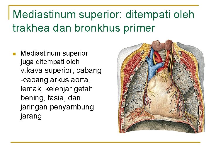 Mediastinum superior: ditempati oleh trakhea dan bronkhus primer n Mediastinum superior juga ditempati oleh Mediastinum superior: ditempati oleh trakhea dan bronkhus primer n Mediastinum superior juga ditempati oleh