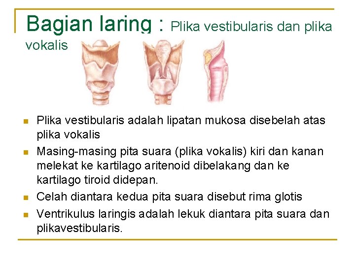 Bagian laring : Plika vestibularis dan plika vokalis n n Plika vestibularis adalah lipatan Bagian laring : Plika vestibularis dan plika vokalis n n Plika vestibularis adalah lipatan
