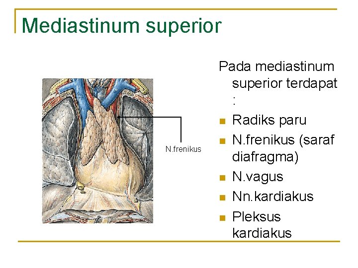 Mediastinum superior N. frenikus Pada mediastinum superior terdapat : n Radiks paru n N. Mediastinum superior N. frenikus Pada mediastinum superior terdapat : n Radiks paru n N.