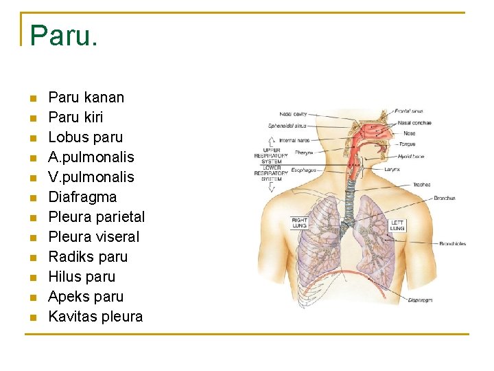 Paru. n n n Paru kanan Paru kiri Lobus paru A. pulmonalis V. pulmonalis Paru. n n n Paru kanan Paru kiri Lobus paru A. pulmonalis V. pulmonalis