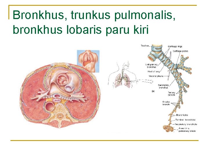 Bronkhus, trunkus pulmonalis, bronkhus lobaris paru kiri Bronkhus, trunkus pulmonalis, bronkhus lobaris paru kiri