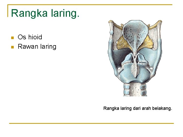 Rangka laring. n n Os hioid Rawan laring Rangka laring dari arah belakang. Rangka laring. n n Os hioid Rawan laring Rangka laring dari arah belakang.