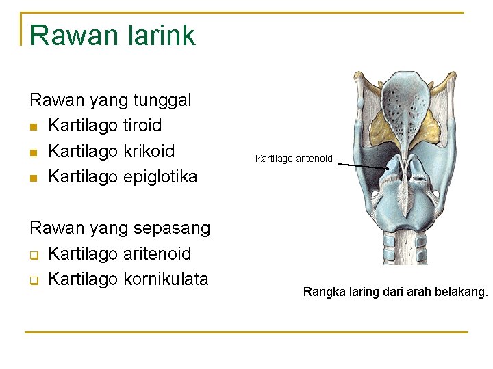 Rawan larink Rawan yang tunggal n Kartilago tiroid n Kartilago krikoid n Kartilago epiglotika Rawan larink Rawan yang tunggal n Kartilago tiroid n Kartilago krikoid n Kartilago epiglotika