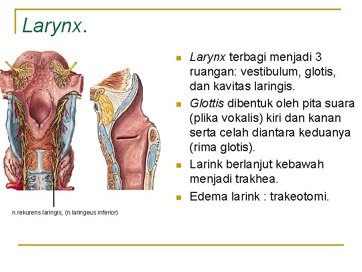 Larynx. n n n. rekurens laringis, (n. laringeus inferior) Larynx terbagi menjadi 3 ruangan: Larynx. n n n. rekurens laringis, (n. laringeus inferior) Larynx terbagi menjadi 3 ruangan: