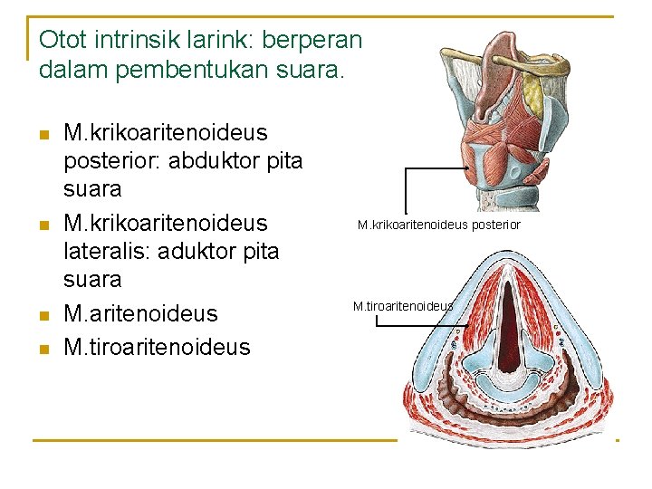 Otot intrinsik larink: berperan dalam pembentukan suara. n n M. krikoaritenoideus posterior: abduktor pita Otot intrinsik larink: berperan dalam pembentukan suara. n n M. krikoaritenoideus posterior: abduktor pita