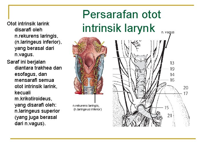 Otot intrinsik larink disarafi oleh n. rekurens laringis, (n. laringeus inferior), yang berasal dari Otot intrinsik larink disarafi oleh n. rekurens laringis, (n. laringeus inferior), yang berasal dari