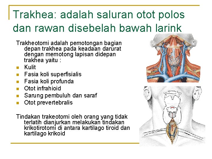 Trakhea: adalah saluran otot polos dan rawan disebelah bawah larink Trakheotomi adalah pemotongan bagian Trakhea: adalah saluran otot polos dan rawan disebelah bawah larink Trakheotomi adalah pemotongan bagian