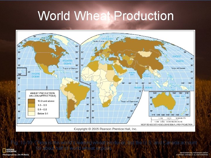 World Wheat Production Fig. 10 -10: China is the world’s leading wheat producer, but