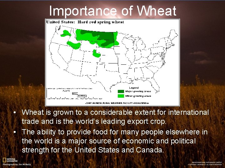 Importance of Wheat • Wheat is grown to a considerable extent for international trade