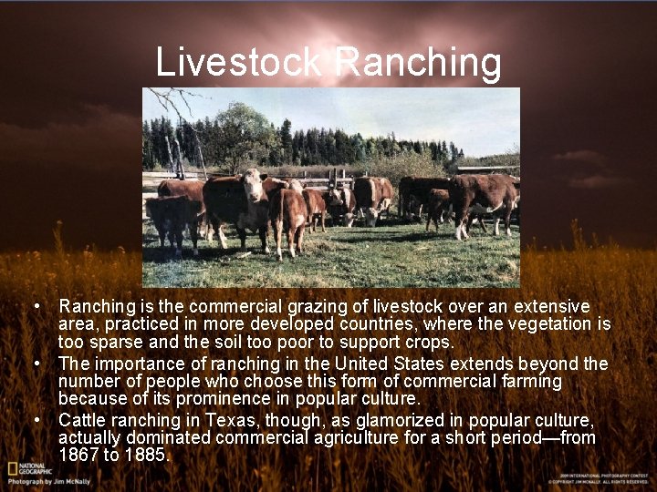 Livestock Ranching • Ranching is the commercial grazing of livestock over an extensive area,