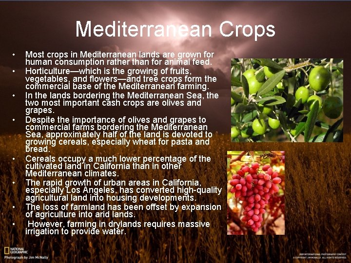 Mediterranean Crops • • Most crops in Mediterranean lands are grown for human consumption Mediterranean Crops • • Most crops in Mediterranean lands are grown for human consumption