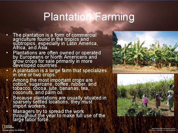 Plantation Farming • The plantation is a form of commercial agriculture found in the