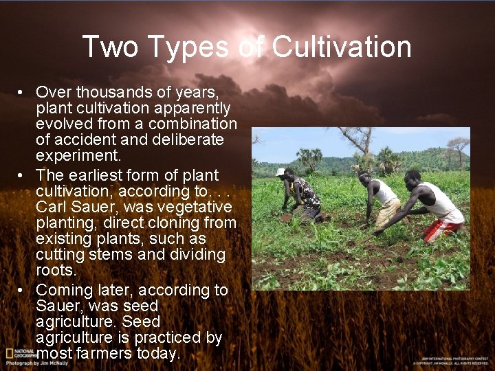 Two Types of Cultivation • Over thousands of years, plant cultivation apparently evolved from