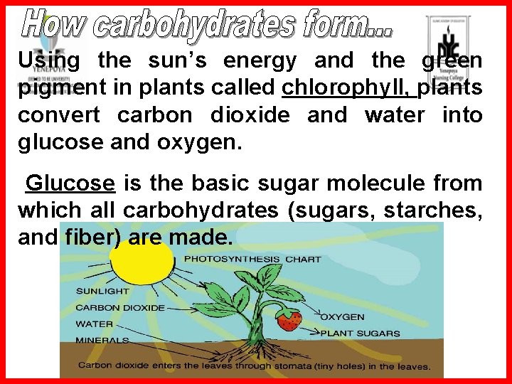 Using the sun’s energy and the green pigment in plants called chlorophyll, plants convert