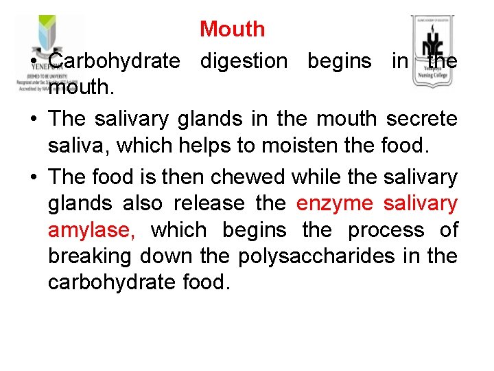  Mouth • Carbohydrate digestion begins in the mouth. • The salivary glands in