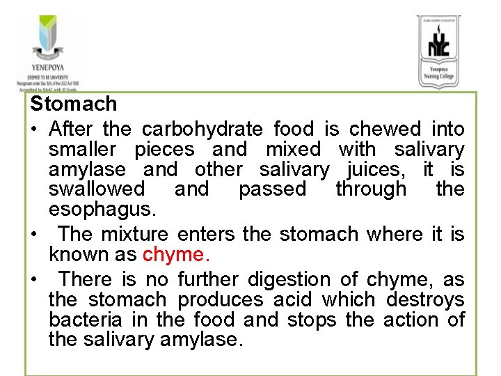 Stomach • After the carbohydrate food is chewed into smaller pieces and mixed with
