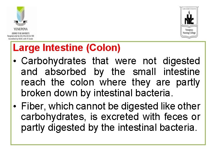 Large Intestine (Colon) • Carbohydrates that were not digested and absorbed by the small