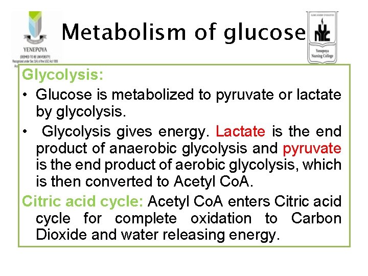 Metabolism of glucose Glycolysis: • Glucose is metabolized to pyruvate or lactate by glycolysis.