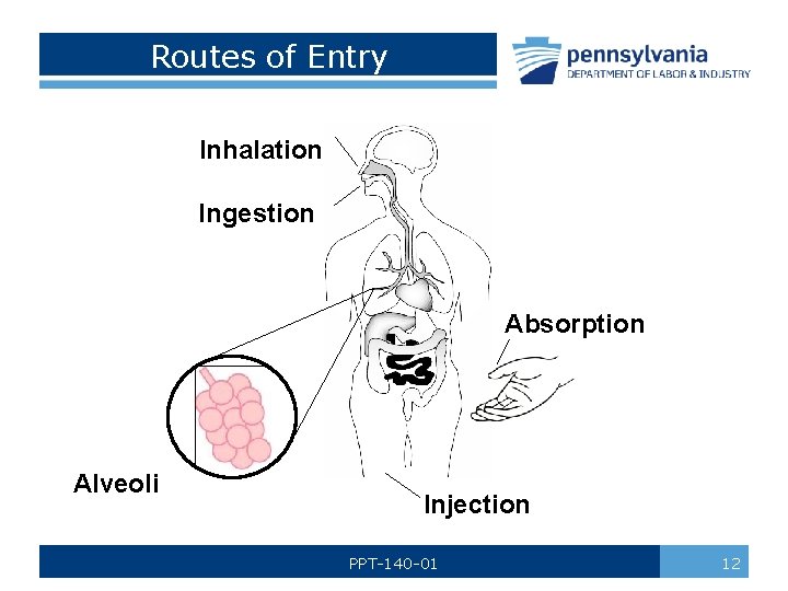 Routes of Entry Inhalation Ingestion Absorption Alveoli Injection PPT-140 -01 12 